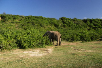 elephant in uganda
