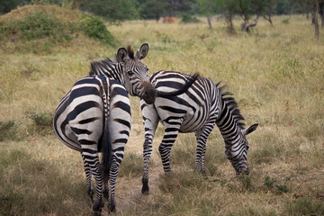 Fototapeta na wymiar zebra in uganda