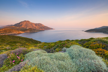 Spring flowers on Fourni island and view of Thymaina island early in the morning, Greece.  - obrazy, fototapety, plakaty