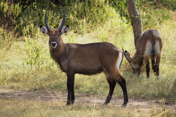Impala in uganda