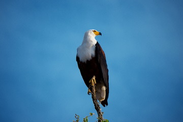 African Fish Eagle on background of blue sky