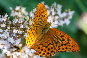 Fototapeta na wymiar Silver washed fritillary. Argynnis paphia, orange butterfly on oregano or mint flowers