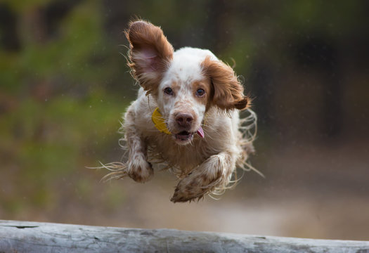 Hunting dog. Hound. Pointing dog. English setter.  Woodcock hunting. Portrait of a hunting dog in a jump