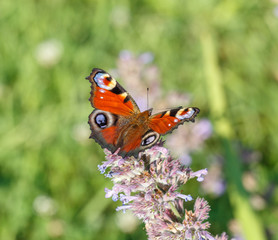 Fototapeta na wymiar Peacock butterfly on oregano or mint flowers