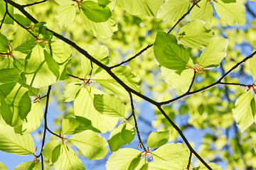 Grünes Blattwerk an einem Ast