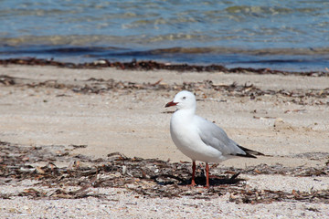 Seagull (Australia)