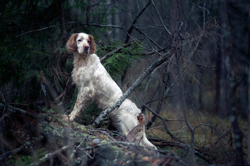 Hunting dog.  Pointing dog. English setter. Portrait of an English setter on a real hunt.