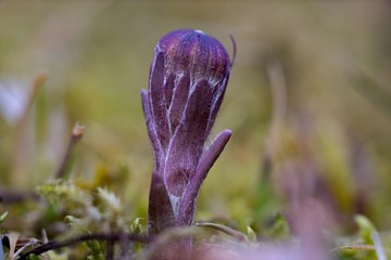Coltsfoot, Tussilago farfara, is a spring yellow medicinal plant
