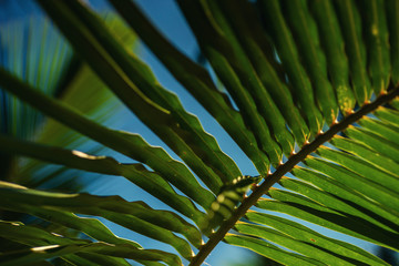 a mysterious atmosphere with palms in the jungle, exotic trees in maldives