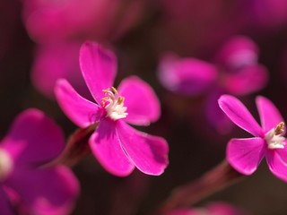 Fototapeta na wymiar スパニッシュフラメンコの花