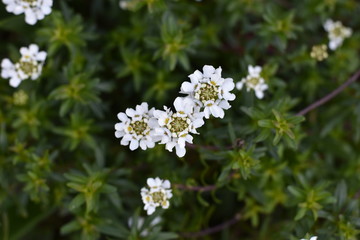 Immergrüne Schleifenblume (Iberis sempervirens)