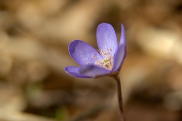 hepatica - hepatica nobilis - hardy perennial, blooming early in spring with blue and lilac flowers