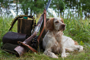 Hunting dog. Pointing dog. English setter. Hunting.  Portrait of a hunting dog with trophies.  On...