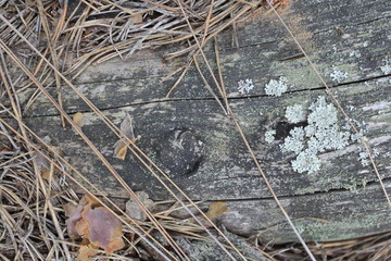 Wooden Texture