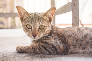Beautiful Asian cats lying on the floor. Cat is staring, cat in front of wall.