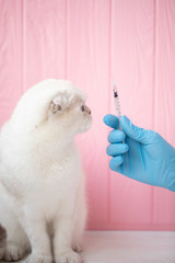 Veterinarian doctor vaccinating cat at a vet clinic. White cat on pink background. cosmetology procedures and beauty shots