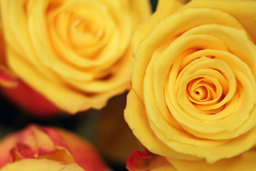 blurred background with beautiful yellow roses, focus in the foreground