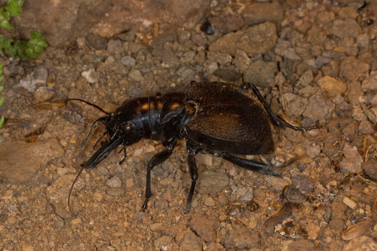 Tiger beetle (Manticora scabra).