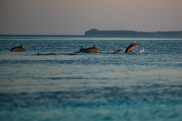 Naklejka premium watching dolphins at sunset or at sunrise, dolphins in the indian ocean