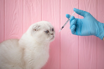 Veterinarian doctor vaccinating cat at a vet clinic. White cat on pink background. cosmetology procedures and beauty shots