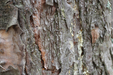 Wooden texture