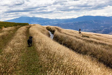 A black dog and a horse with a rider walk through the páramos of the northern sierra of the province of Pichincha