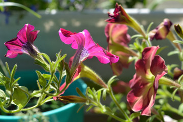 Petunias with bright flowers in sunny garden on the balcony.