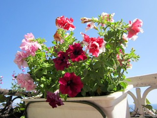 Bright petunia flowers grow in container in small flowering garden on the balcony.