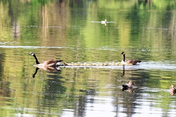 カナダグ－スのひな　Baby Canada goose