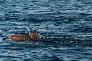 Fototapeta premium watching dolphins at sunset or at sunrise, dolphins in the indian ocean