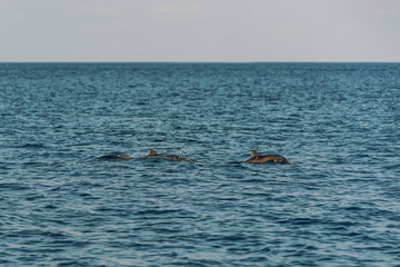 Fototapeta premium watching dolphins at sunset or at sunrise, dolphins in the indian ocean