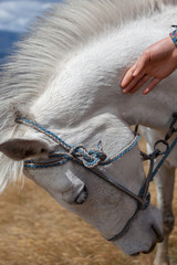 Close-up of the head of a white horse