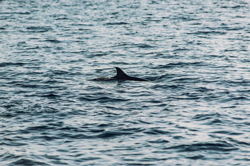 Fototapeta premium watching dolphins at sunset or at sunrise, dolphins in the indian ocean