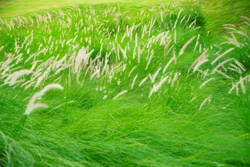 Grassland and wind, Flowers and leaves of green grass in the breeze, Abstract close up top view green color of grass background texture, grass with water drops of dew.