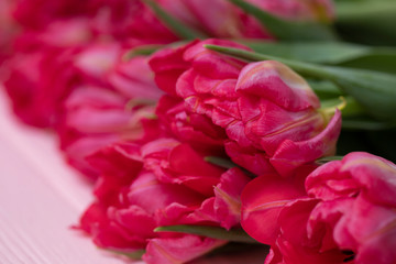Tulips background. A bouquet of red and pink spring tulips on a colorful background