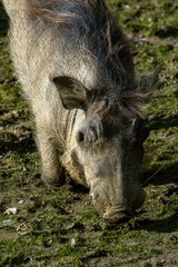Fototapeta premium Savannah pig Phacochoerus africanus africanus in zoo