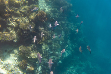 colorful fishes and corals, underwater life in Maldives, snorkeling and diving in exotic destination