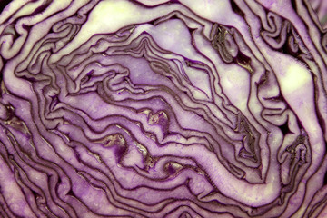 Obraz premium cabbage