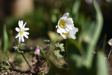 Anemone blanda 'White Splendour'