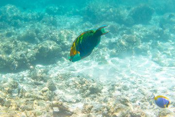 Obraz na płótnie Canvas colorful fishes and corals, underwater life in Maldives, snorkeling and diving in exotic destination