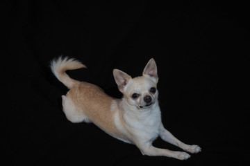 Small dog Chihuahua on a black background