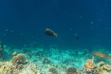 Fototapeta na wymiar colorful fishes and corals, underwater life in Maldives, snorkeling and diving in exotic destination