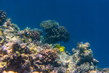 Naklejka na ściany i meble colorful fishes and corals, underwater life in Maldives, snorkeling and diving in exotic destination
