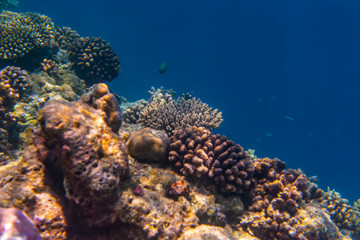 colorful fishes and corals, underwater life in Maldives, snorkeling and diving in exotic destination