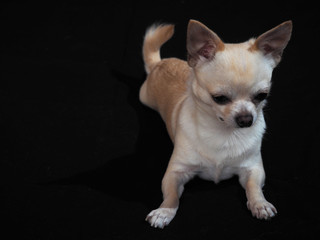 Small dog Chihuahua on a black background