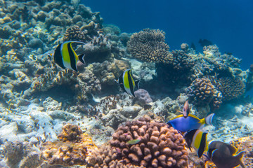 Plakat colorful fishes and corals, underwater life in Maldives, snorkeling and diving in exotic destination