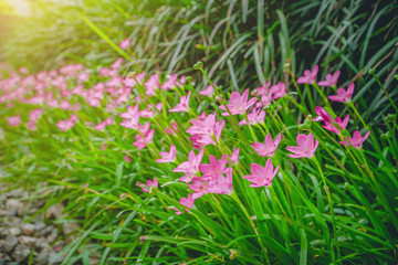 Zephyranthes blossom against a green grassy background, flowers in the garden, wild flowers in the grass