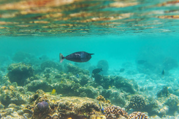 colorful fishes and corals, underwater life in Maldives, snorkeling and diving in exotic destination