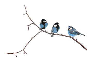 isolated three blue colored tits on tree branch