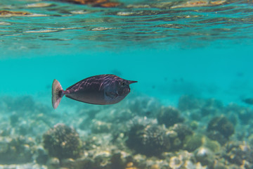 Fototapeta na wymiar colorful fishes and corals, underwater life in Maldives, snorkeling and diving in exotic destination
